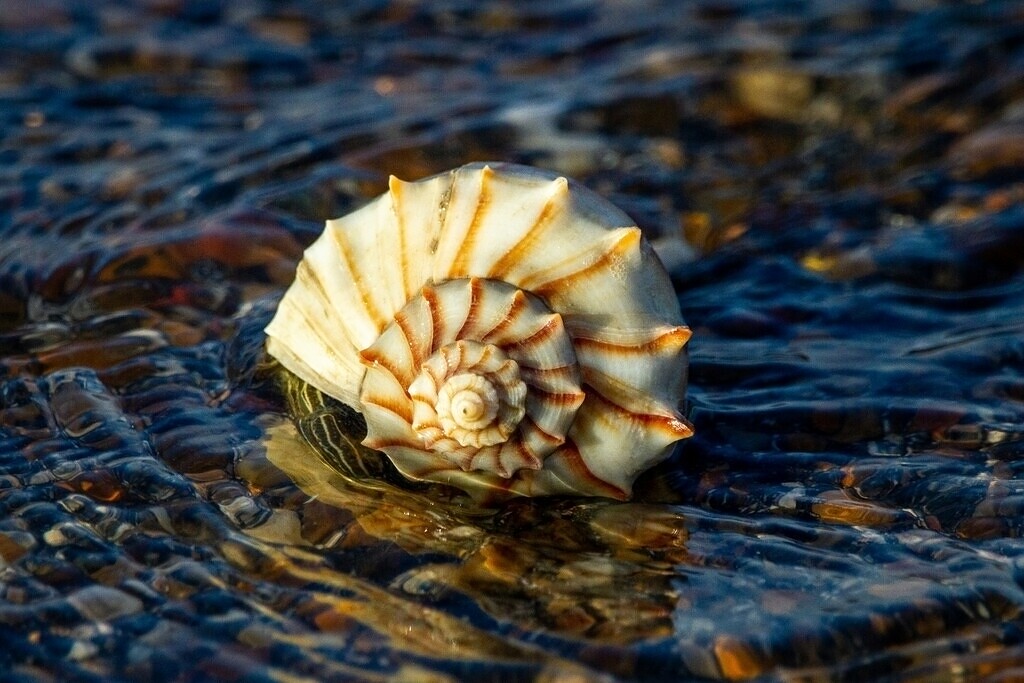 Spiralförmige Muschel in klarem, fliessendem Wasser