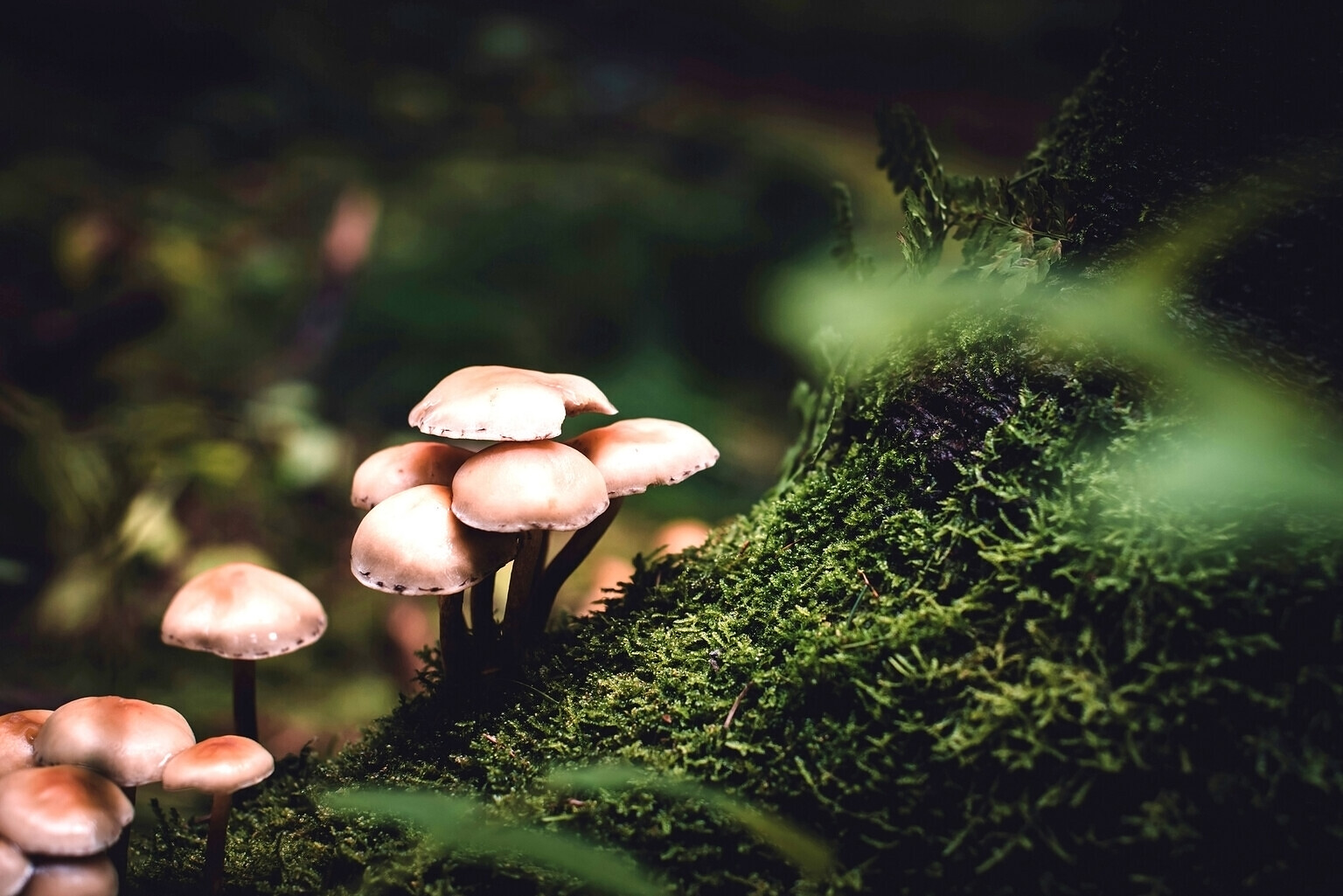 Kleine Pilze auf bemoostem Waldboden